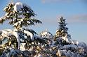 Neve Sebastiano Zingone (6)